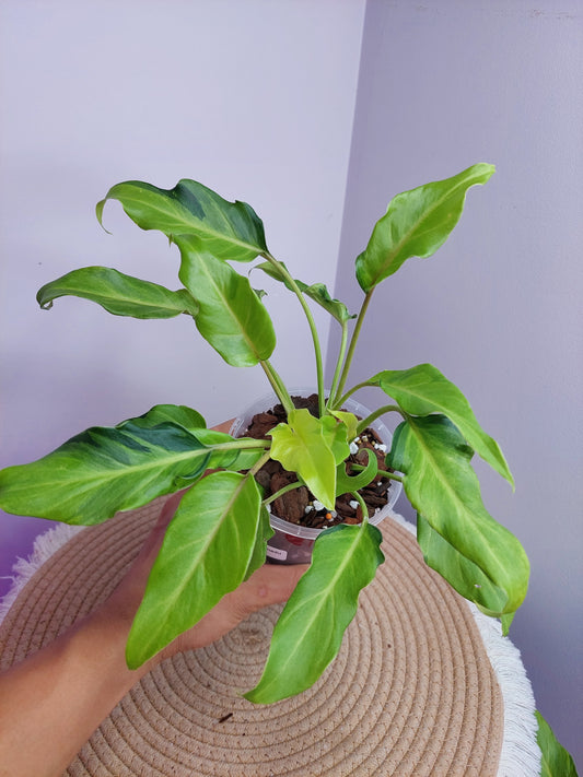 Philodendron Xanadu Variegated -2