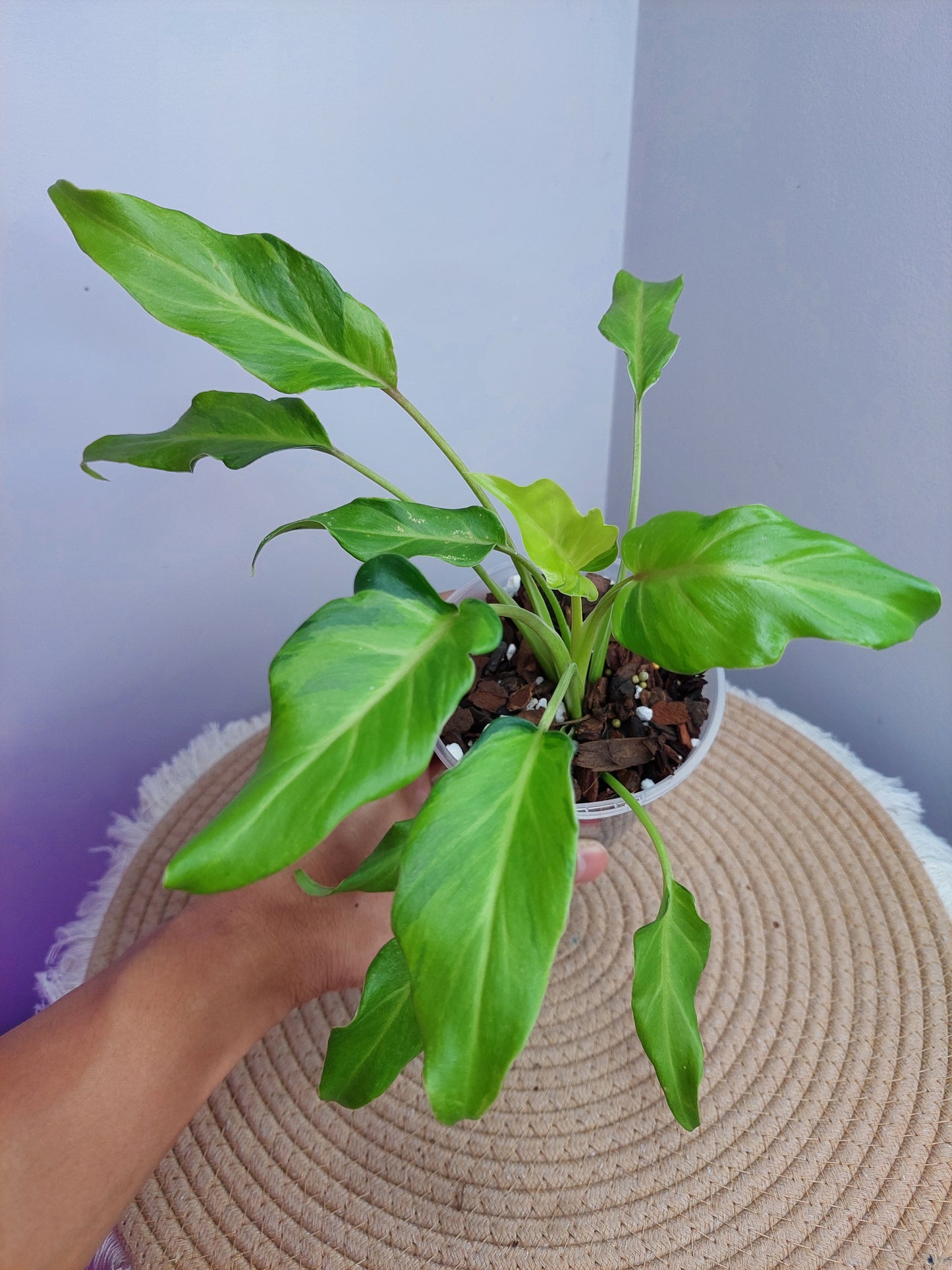 Philodendron Xanadu Variegated -3