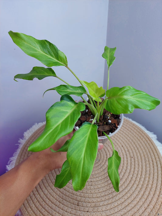 Philodendron Xanadu Variegated -3