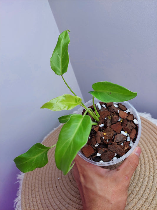 Philodendron Xanadu Variegated -4