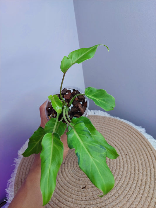 Philodendron Xanadu Variegated -5