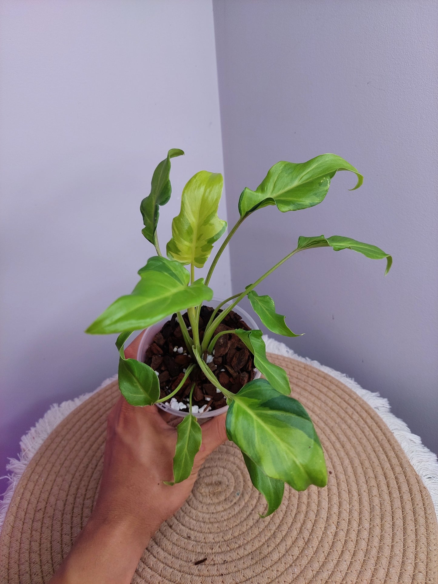 Philodendron Xanadu Variegated -6