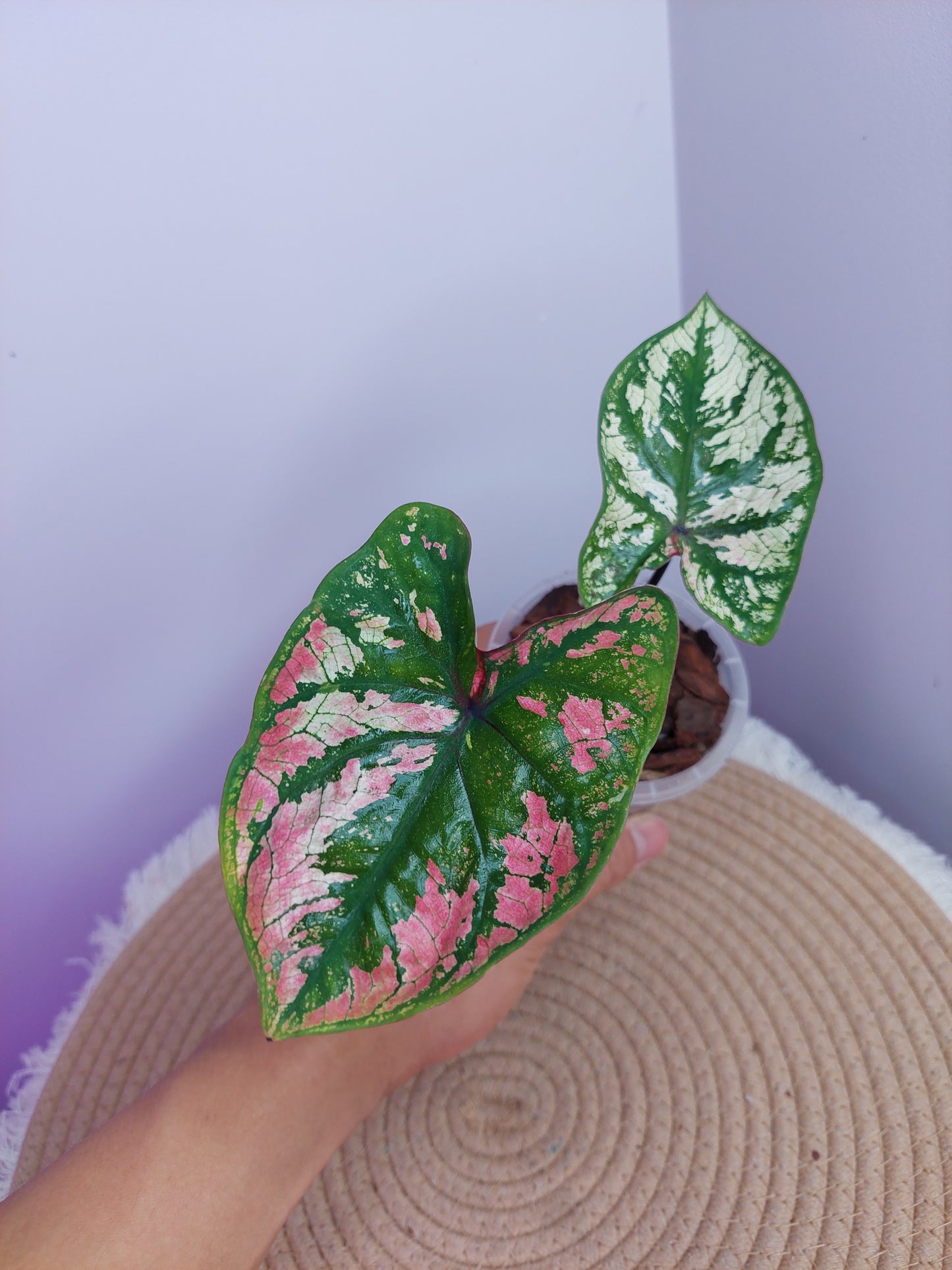 Caladium Purple Light -1