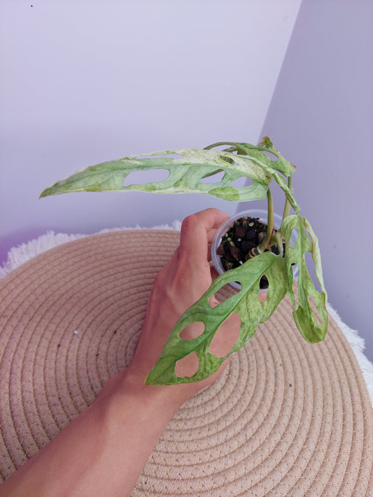 Monstera Adansonii Mint -1