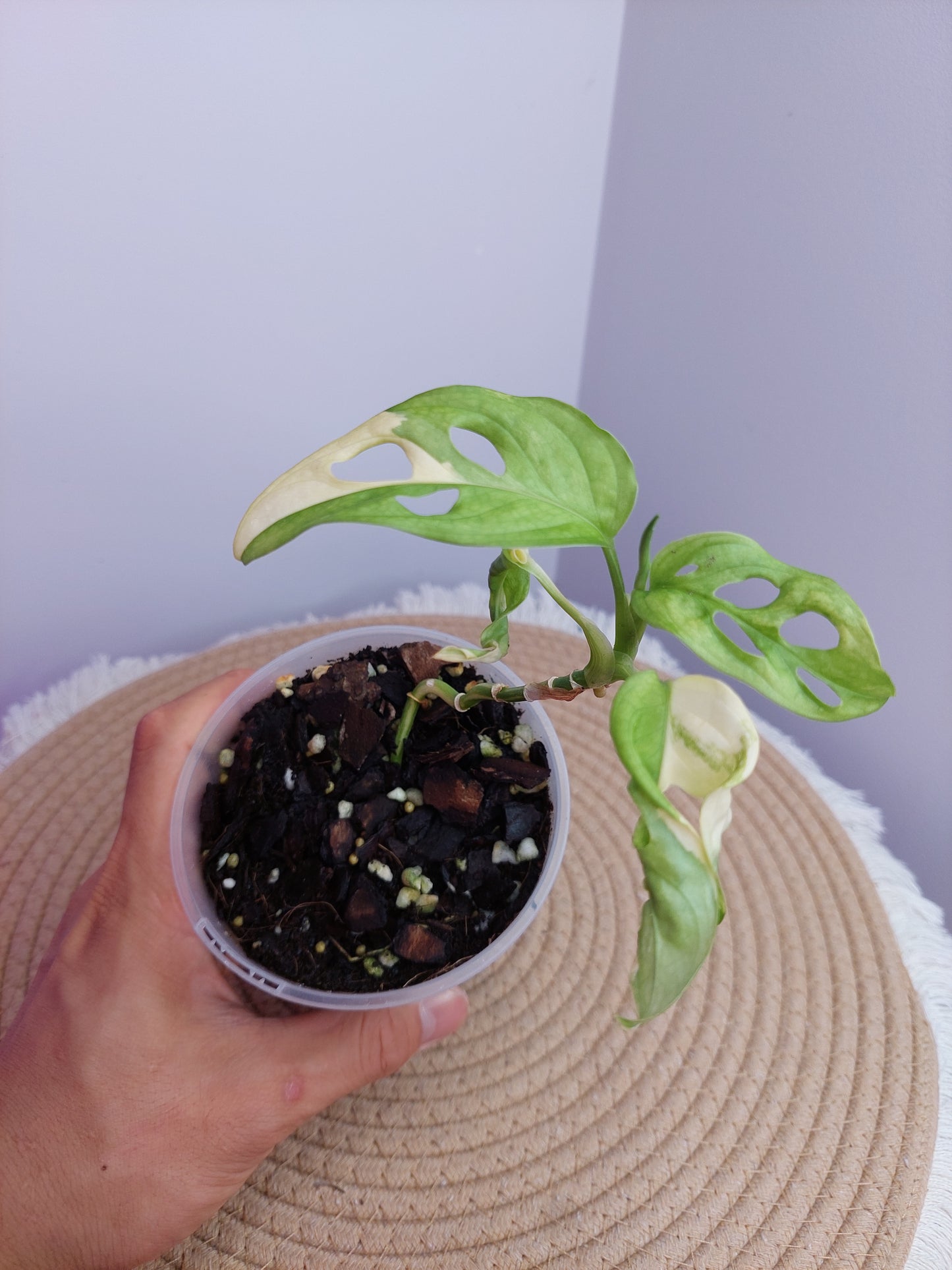 Monstera Monkey Mask Variegated -1