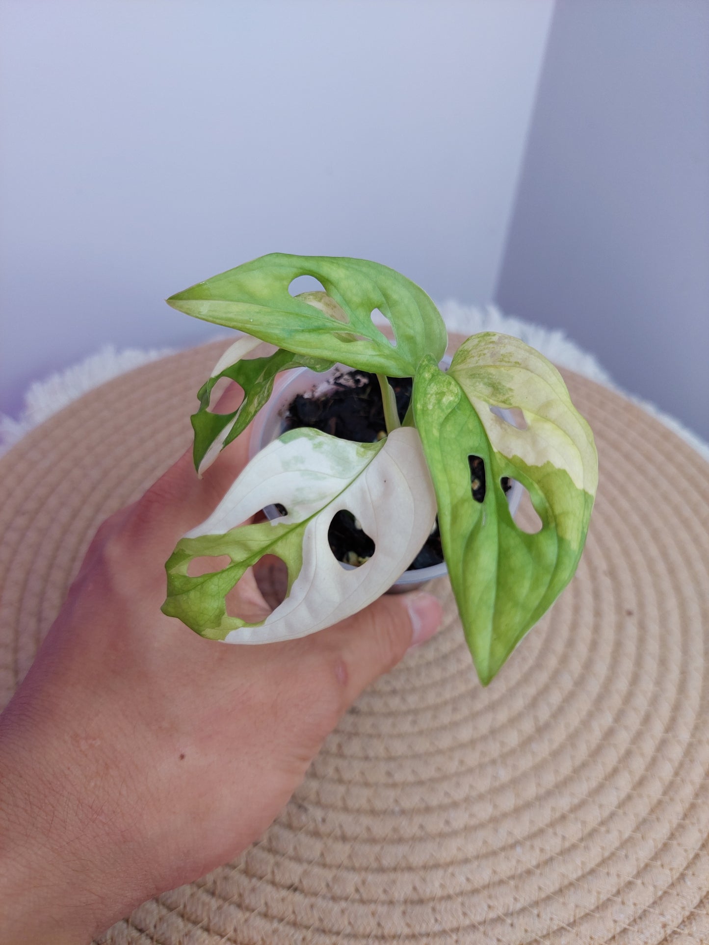 Monstera Monkey Mask Variegated -2