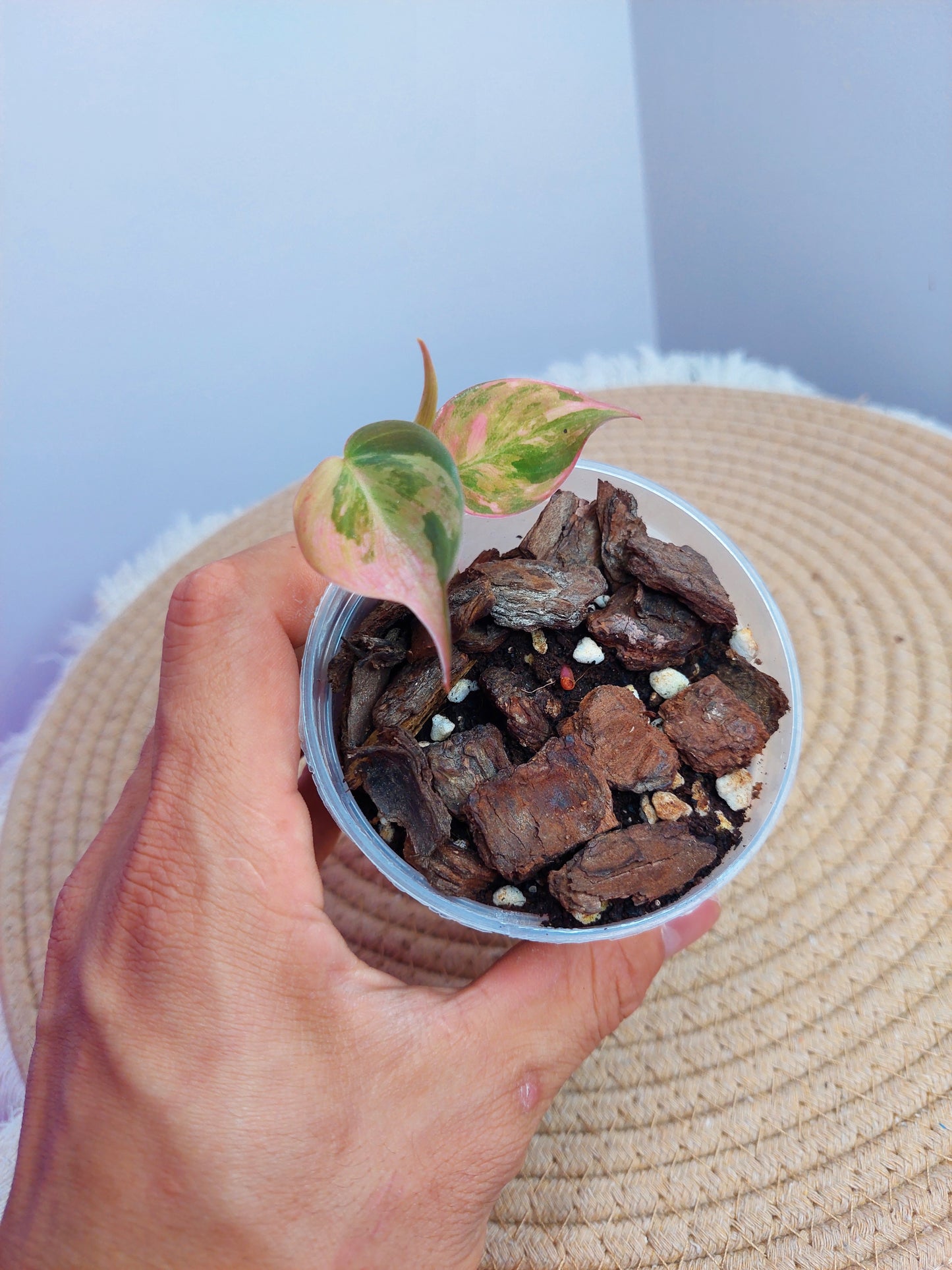 Philodendron Mican Variegated - 1