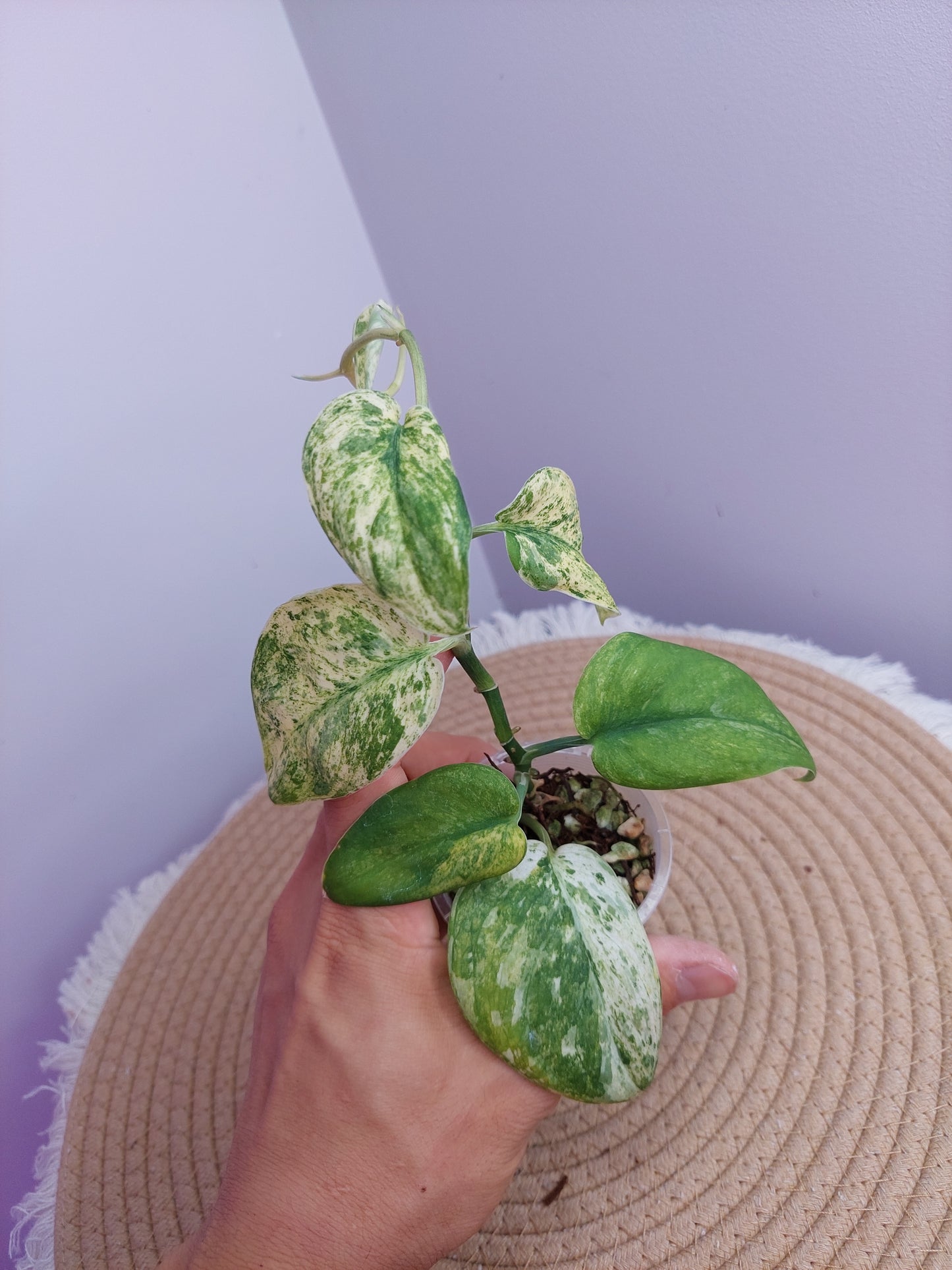 Scindapsus Silver Cloud Variegated -1