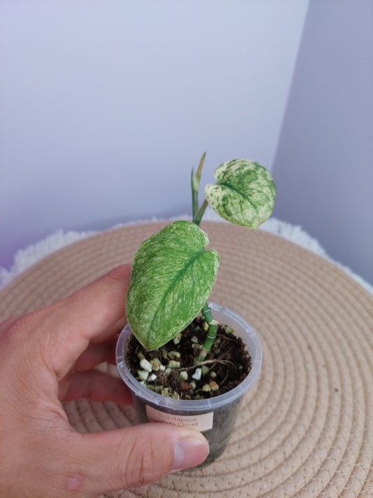 Scindapsus Silver Cloud Variegated -2