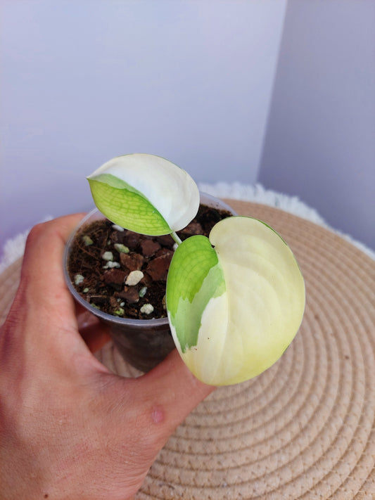 Scindapsus Jade Satin Variegated -1