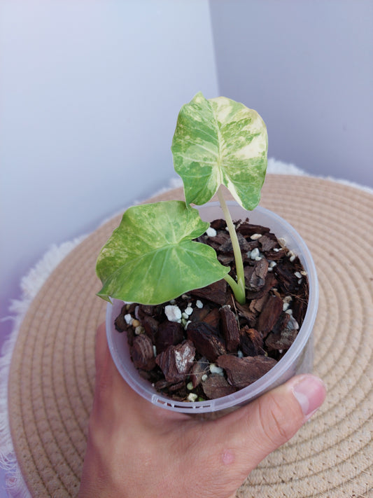 Alocasia Gageana Aurea Variegated -1