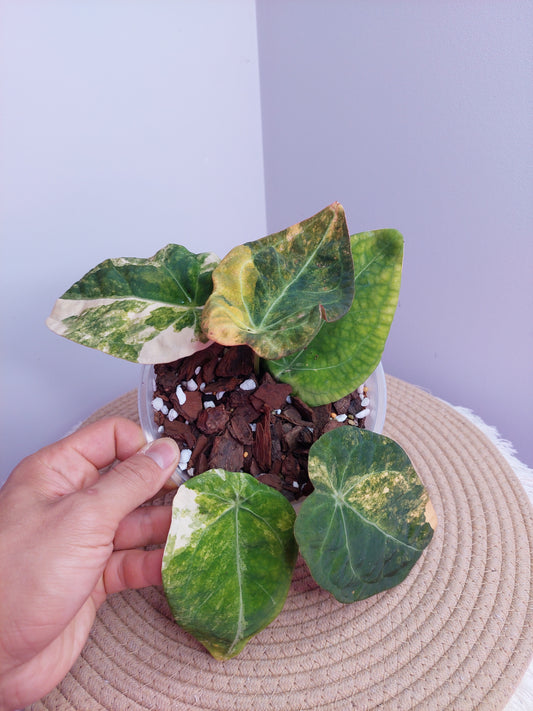 Anthurium Forgetii x Variegated - A