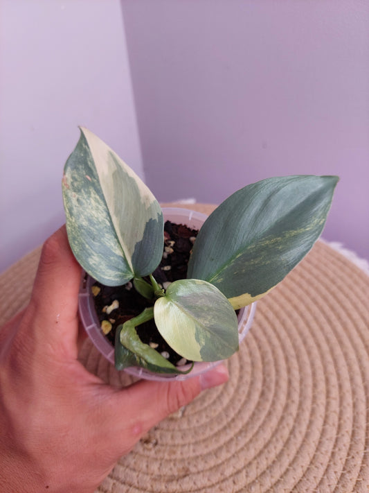 Philodendron Silver Sword Variegated - A