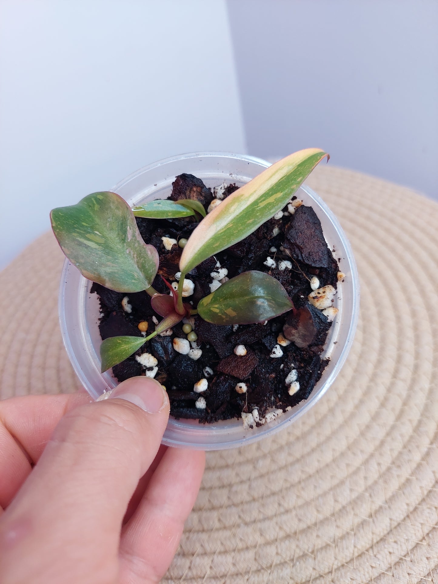 Philodendron Orange Princess Variegated - A