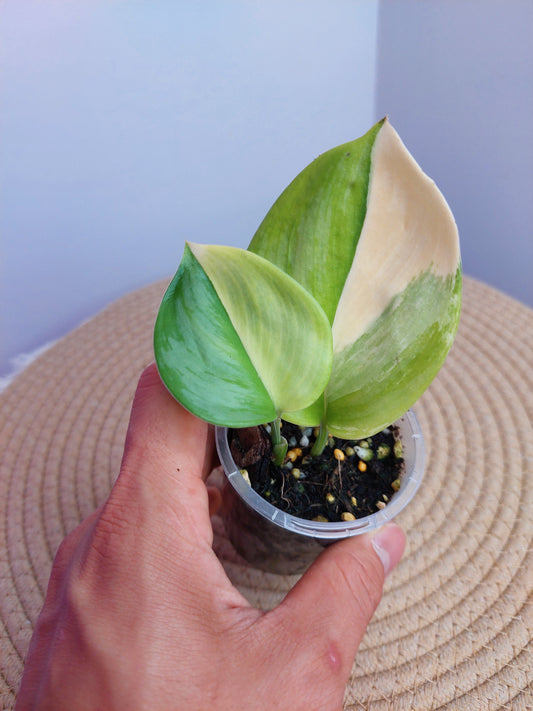 Scindapsus Rubicon Variegated - A