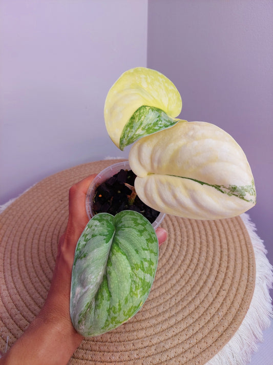 Scindapsus Exotica Variegated - A