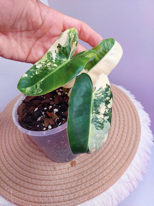 Philodendron Burle Marx variegated - A