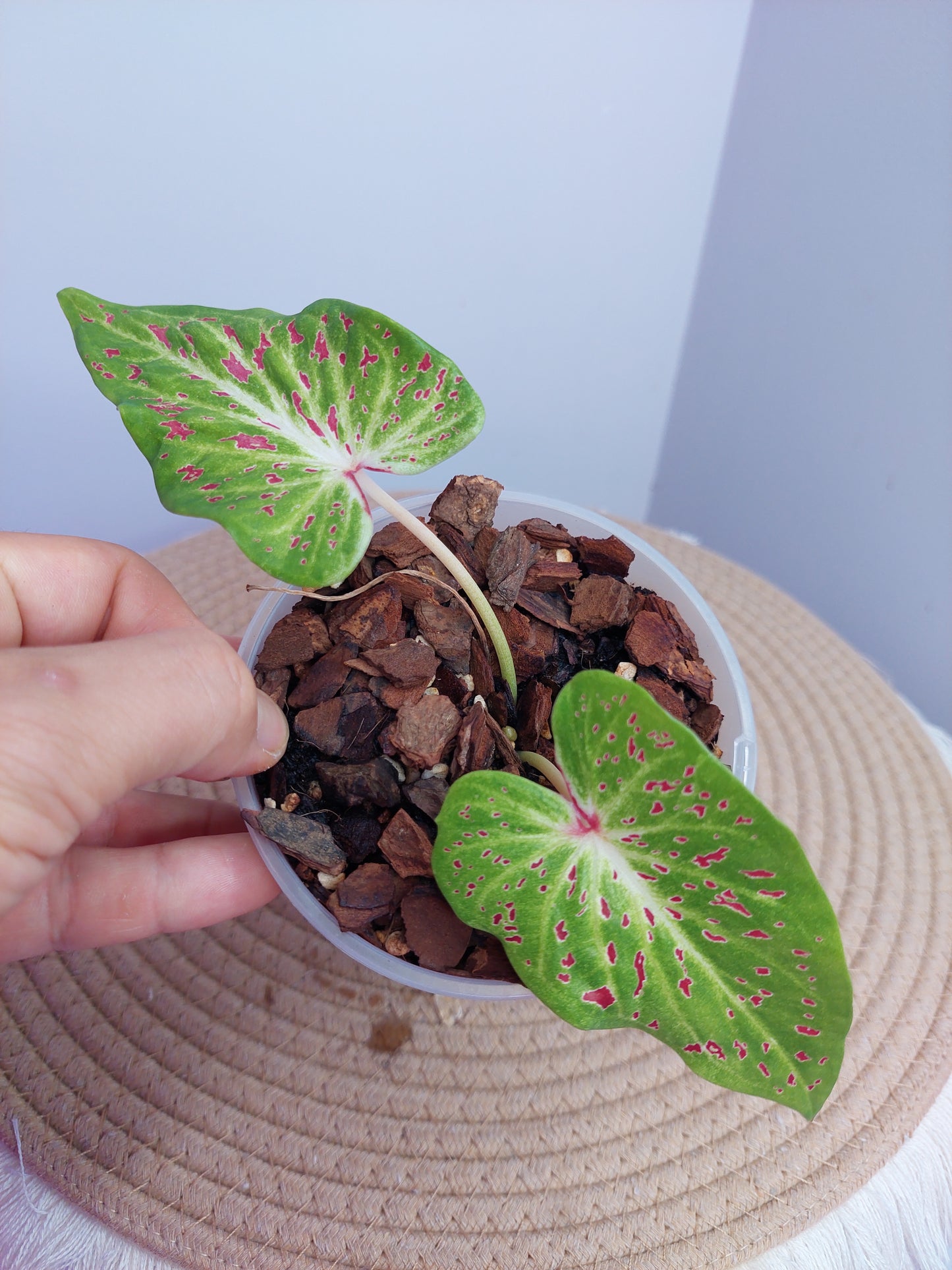 Caladium Miss Muffet - A
