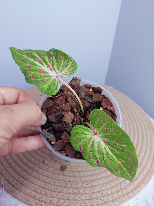 Caladium Miss Muffet - A