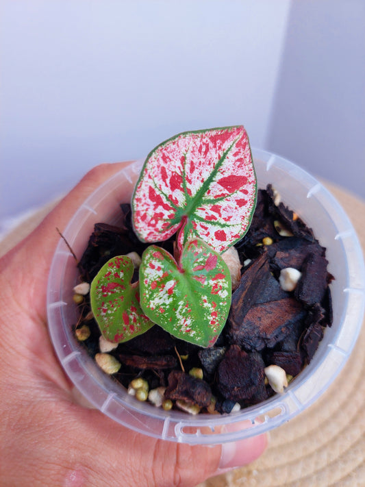 Caladium Scarlet Mary - A