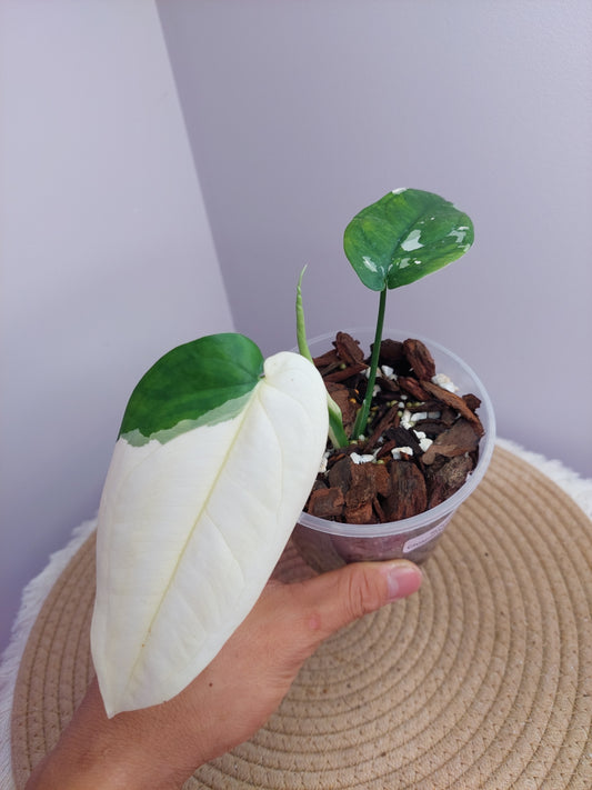 Syngonium Chiapense Variegated #1