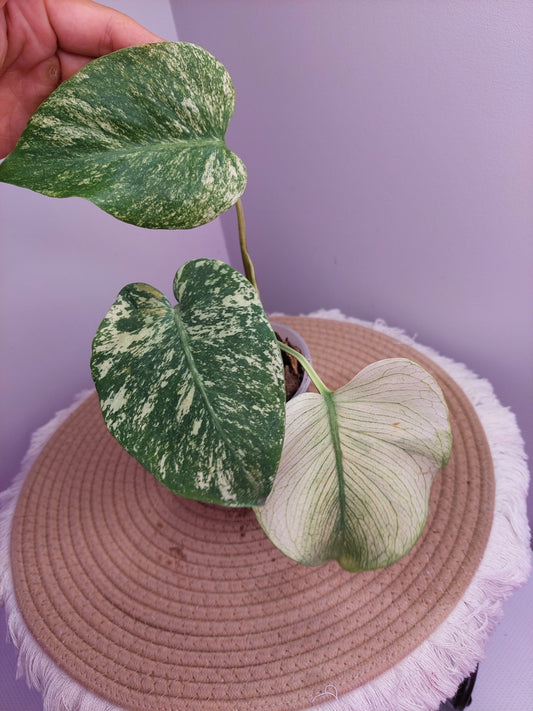 Monstera Deliciosa Mint Variegated #1