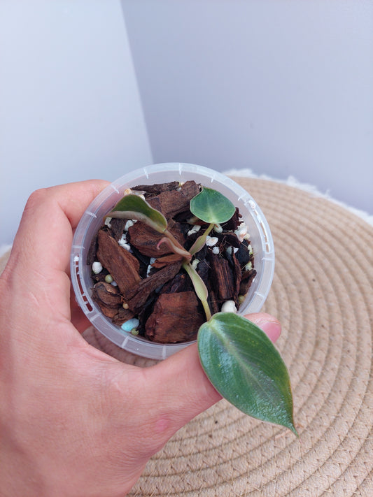 Philodendron Spiritus Sancti #1