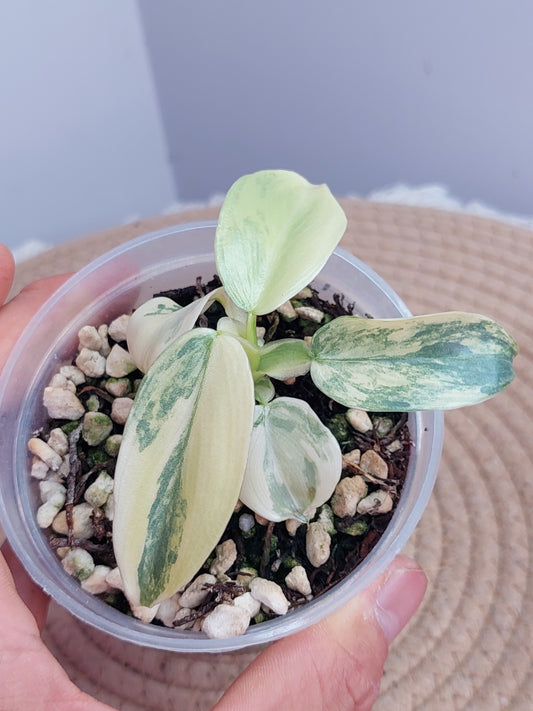 Philodendron Silver Sword Variegated #1