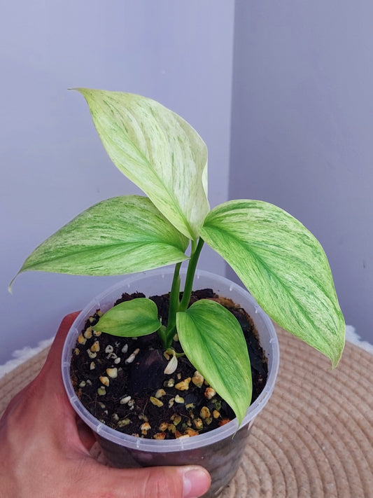 Scindapsus Longistipitatus Marble #1