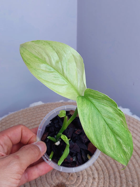 Scindapsus Longistipitatus Marble #2