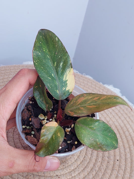 Philodendron Orange Princess Variegated #1