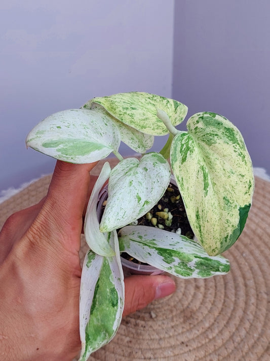Scindapsus Silver Splash Variegated #1