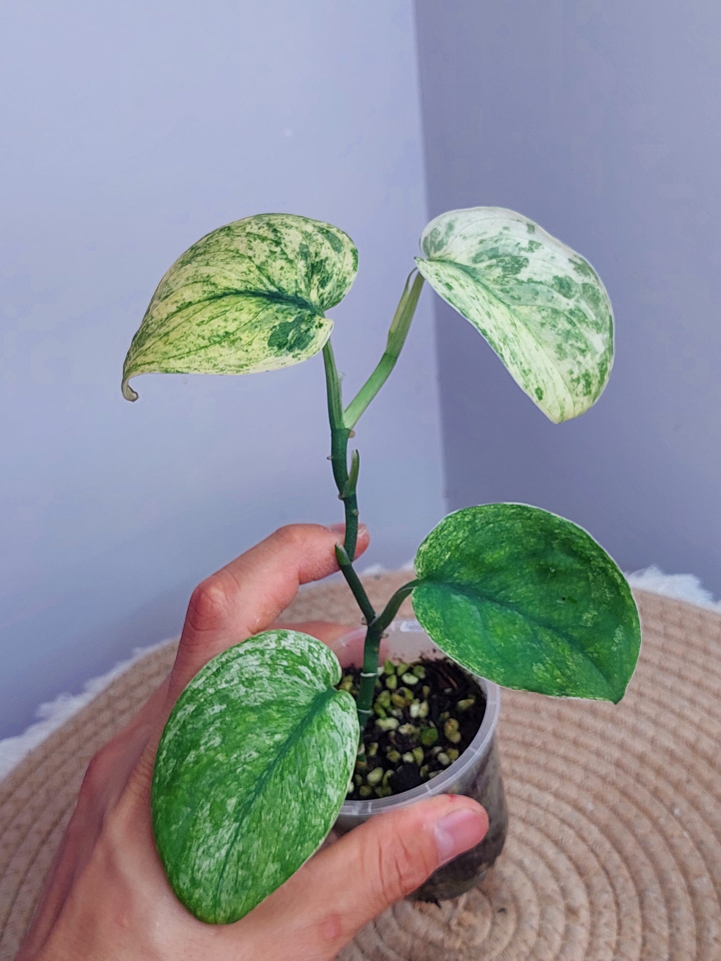 Scindapsus Silver Cloud Variegated #1