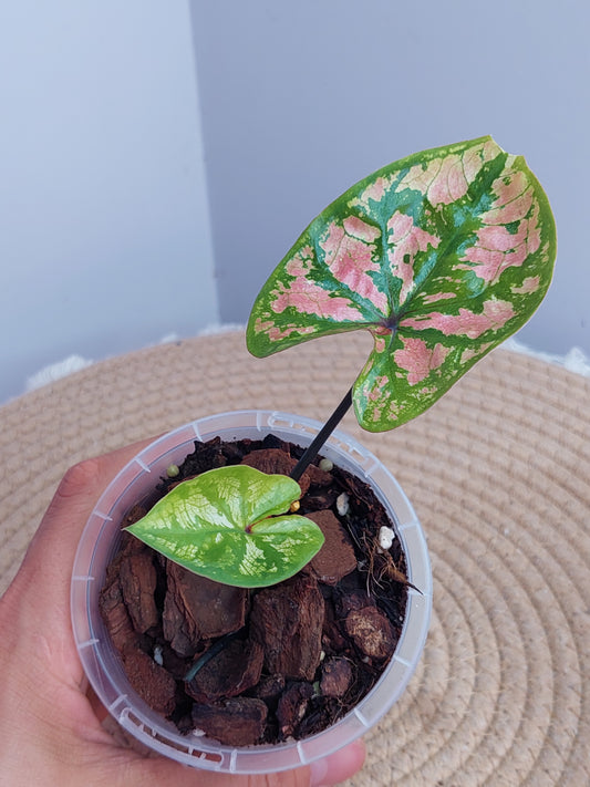 Caladium Purple Light #1