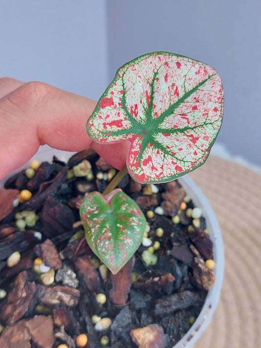 Caladium Scarlet Mary #1