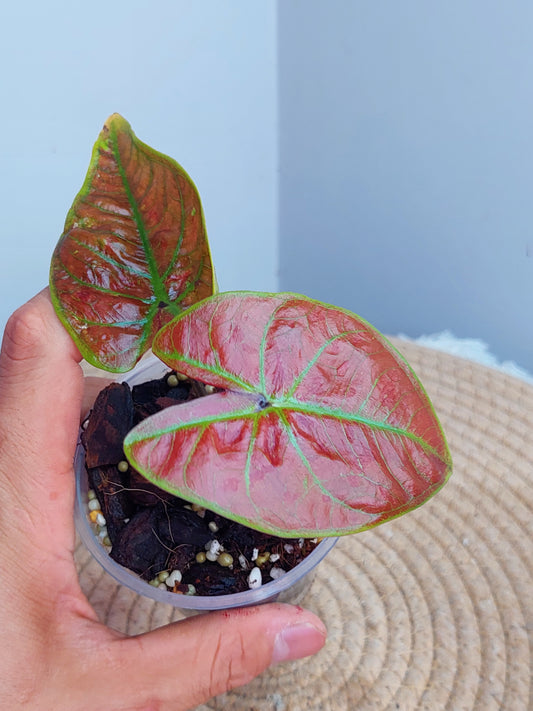 Caladium New Wave #1