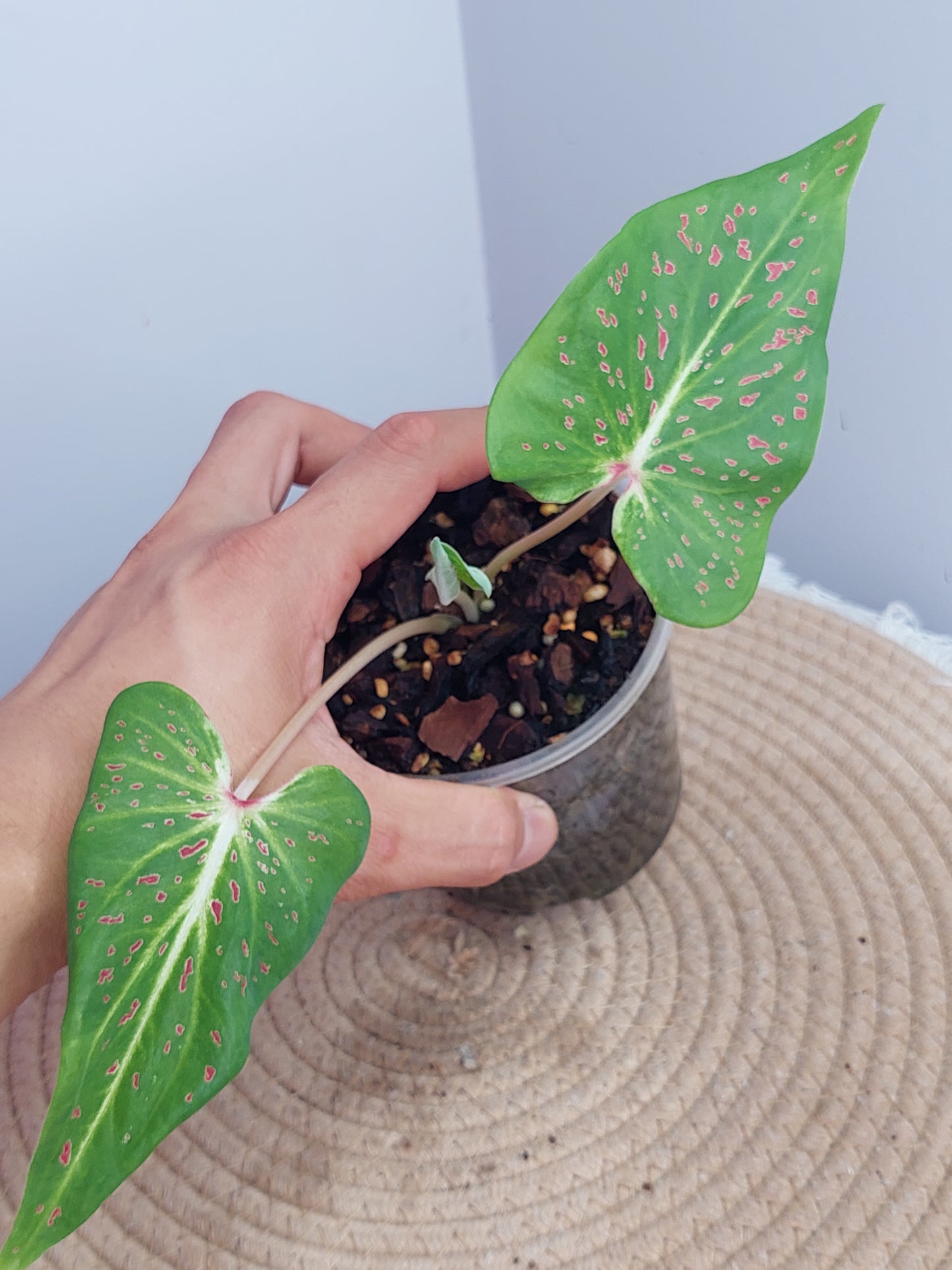 Caladium Miss Muffet #1