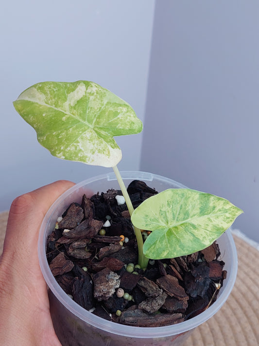 Alocasia Gageana Aurea Variegated #1