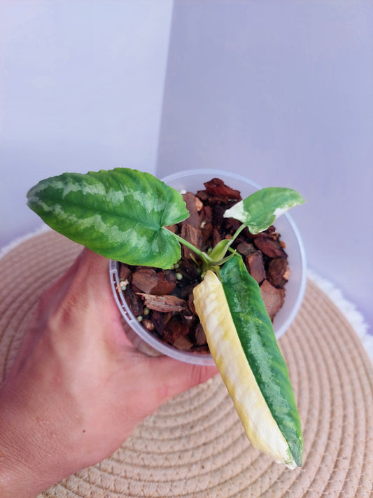 Schismatoglottis Wallichii Variegated -#B