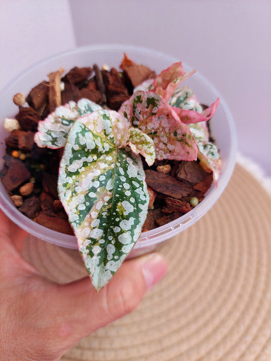 Begonia Snow Capped Variegated -#A