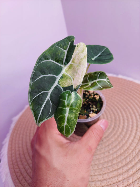 Alocasia Watsoniana Variegated -#A