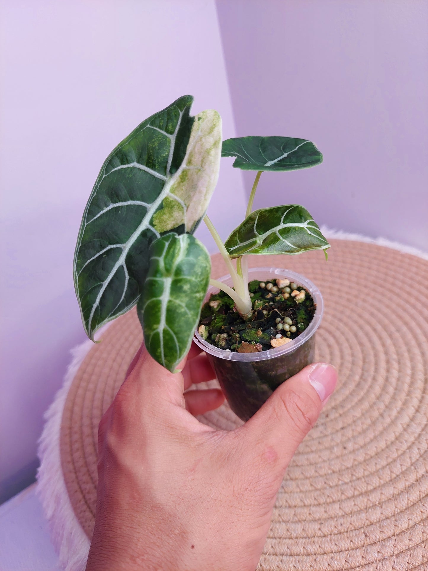 Alocasia Watsoniana Variegated -#A