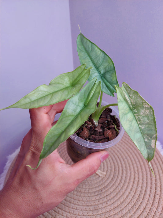 Alocasia Dragon Breath Variegated -#A