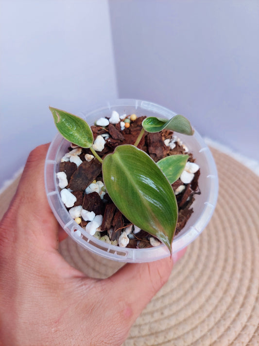 Philodendron Spiritus Sancti -#A