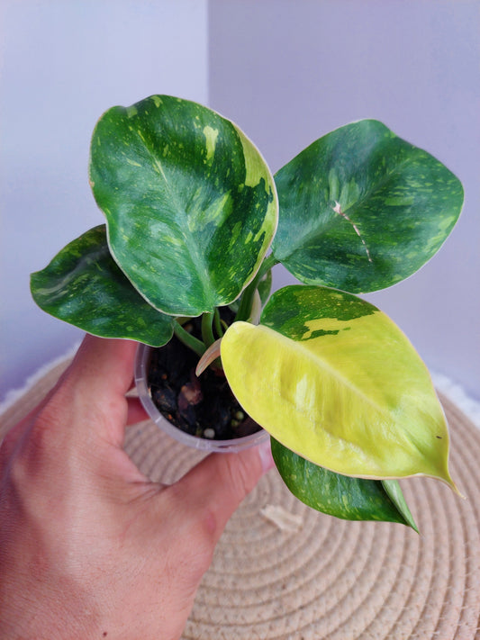 Philodendron Green Congo(Nuclear Congo) Variegated -#A