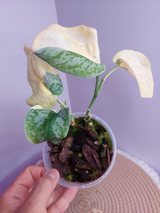 Scindapsus Exotica Variegated - #A