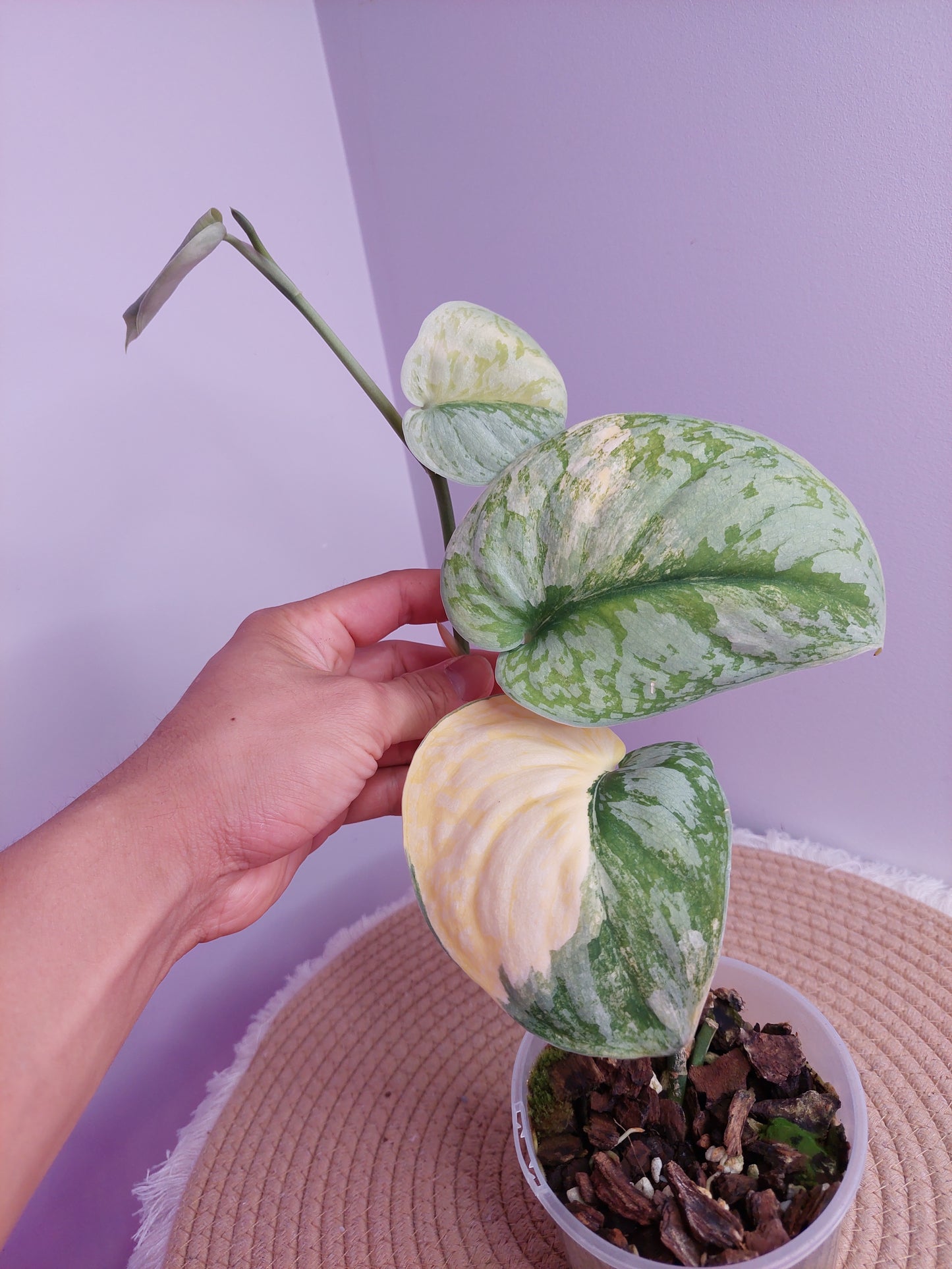 Scindapsus Exotica Variegated - #B