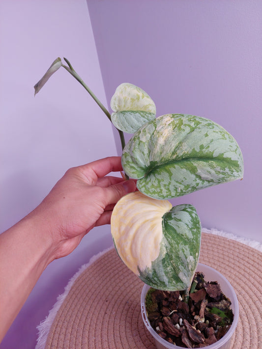 Scindapsus Exotica Variegated - #B