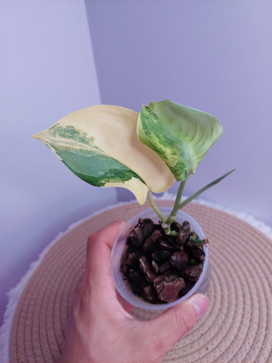 Scindapsus Jade Satin Variegated -#A