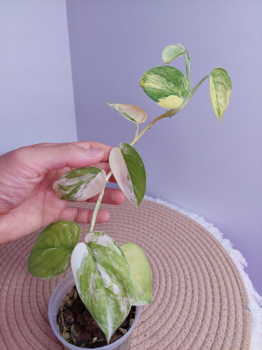 Scindapsus Jade Satin Variegated -#B